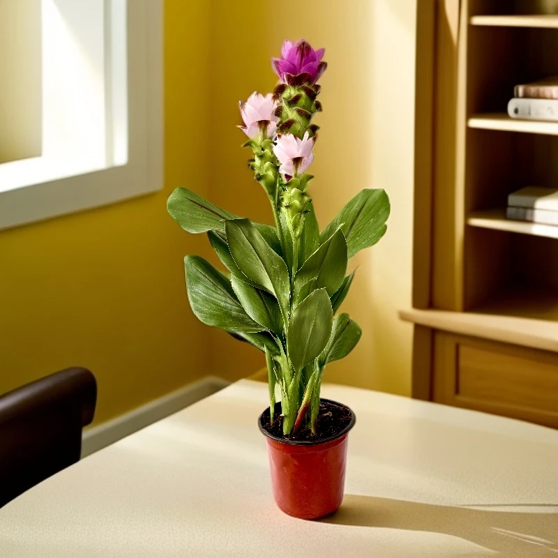 【洛洛花卉】混色姜荷花阳台庭院耐热盆栽多年生球根植物多季开花