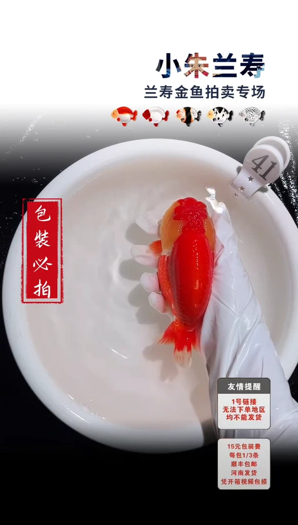 金鱼包装必拍未拍顺丰到付41号