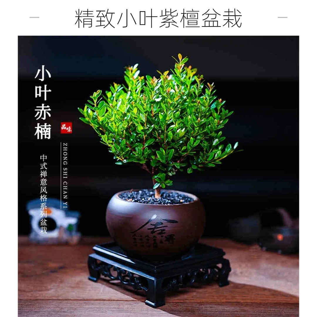 小叶赤楠盆景正宗绿植室内老桩鸡苗盆栽盆景苗客厅绿植盆栽室内