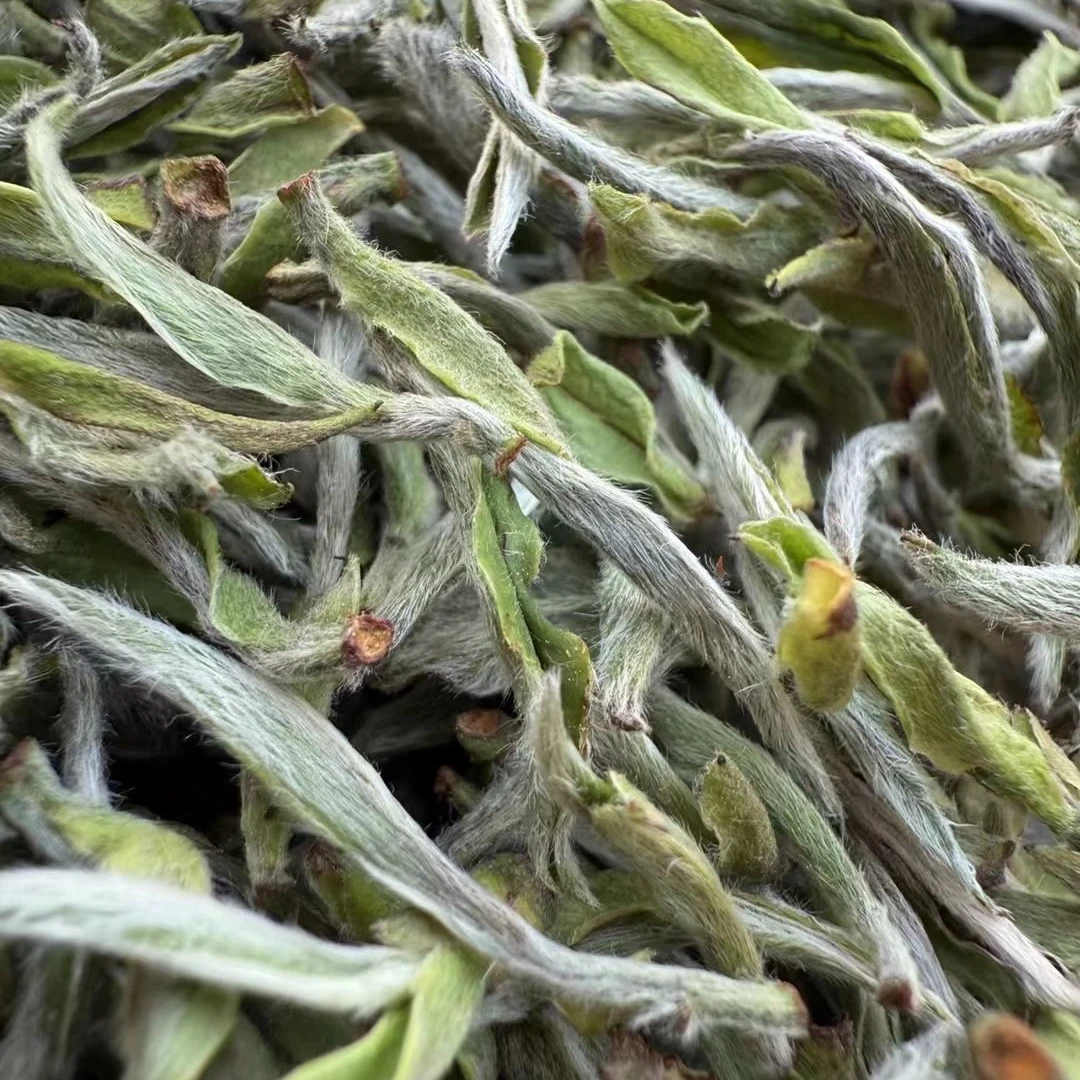 福建高山白牡丹一级白茶2024年春茶花香水甜