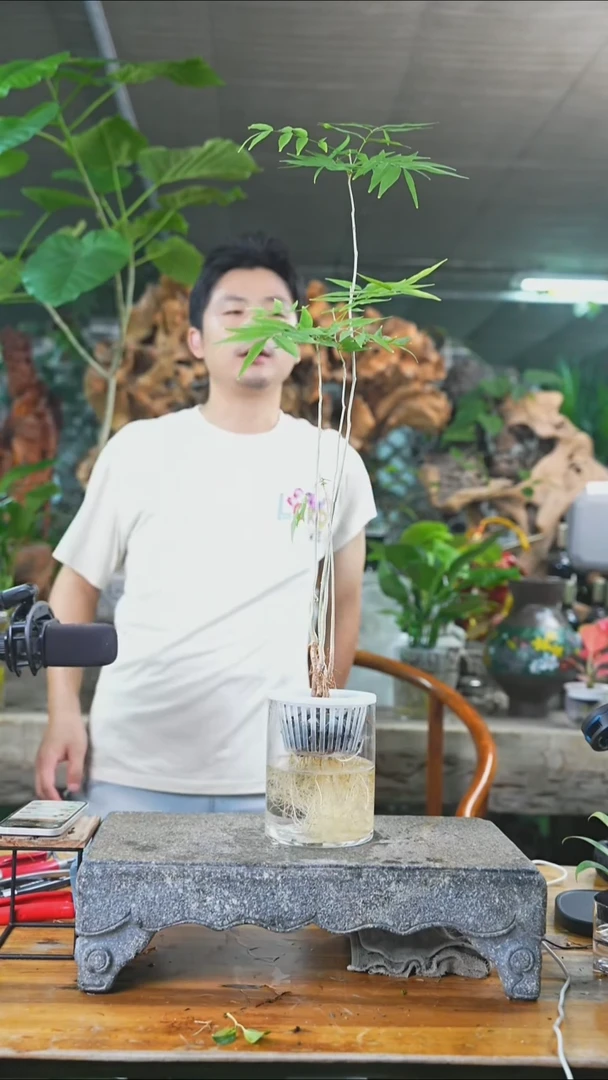 完全开放无患菩提045+