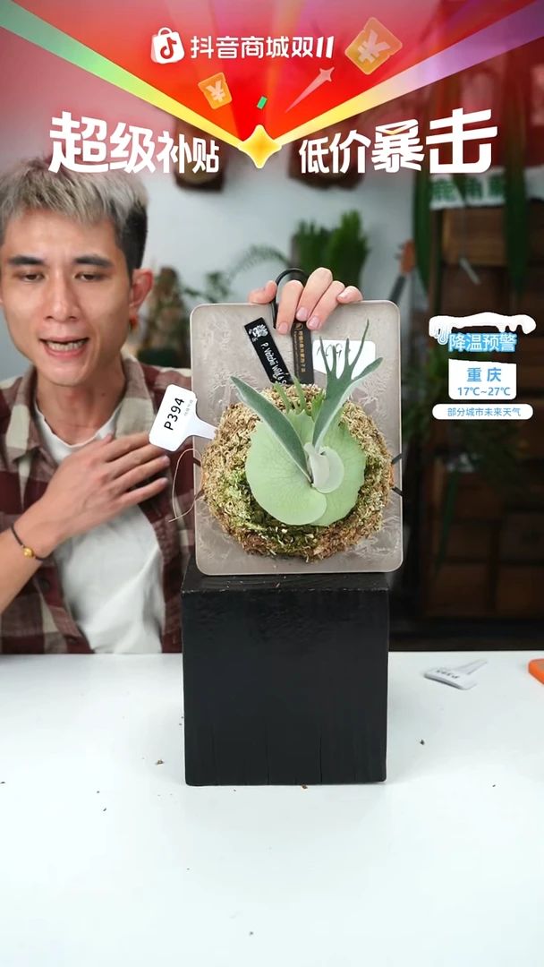 不开花植物P394-野银6孢子苗