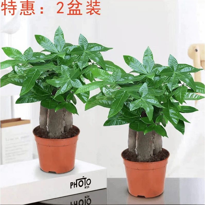 发财树盆栽室内好养陶瓷客厅桌面夏季大发财树招财树办公室好批发