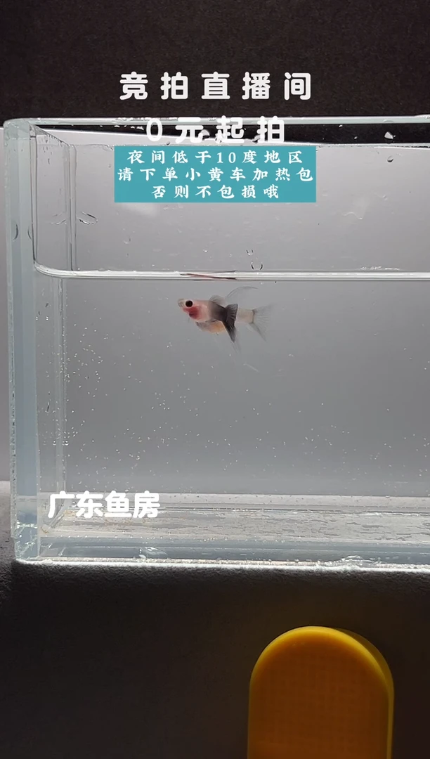 孔雀鱼超透C一对编号07