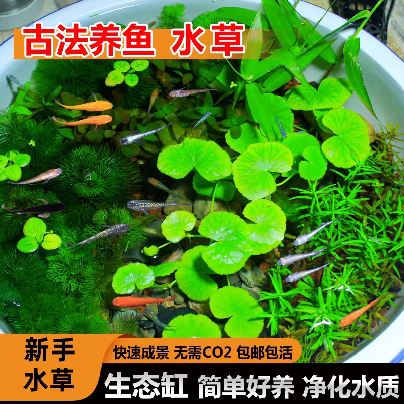 【好养】无需二氧化碳古法养鱼水草大水兰鱼缸造景水族箱剪叶发货