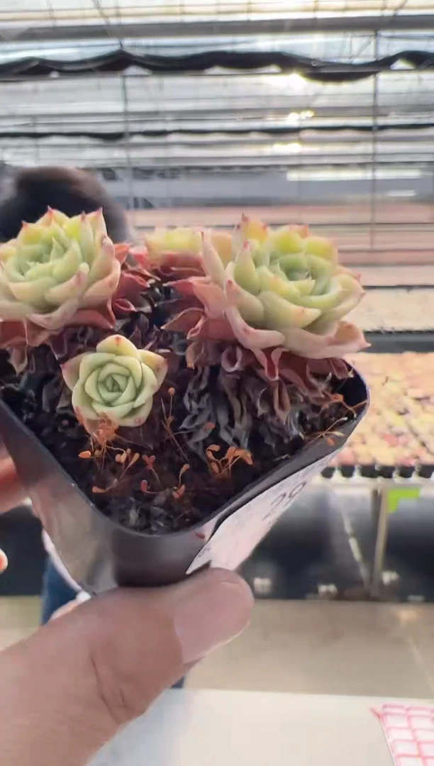 【闪购商品】新品多肉-29