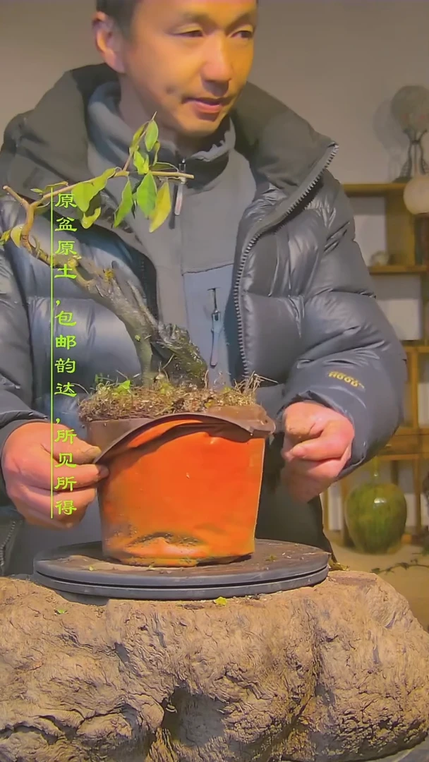 【闪购商品】金弹子