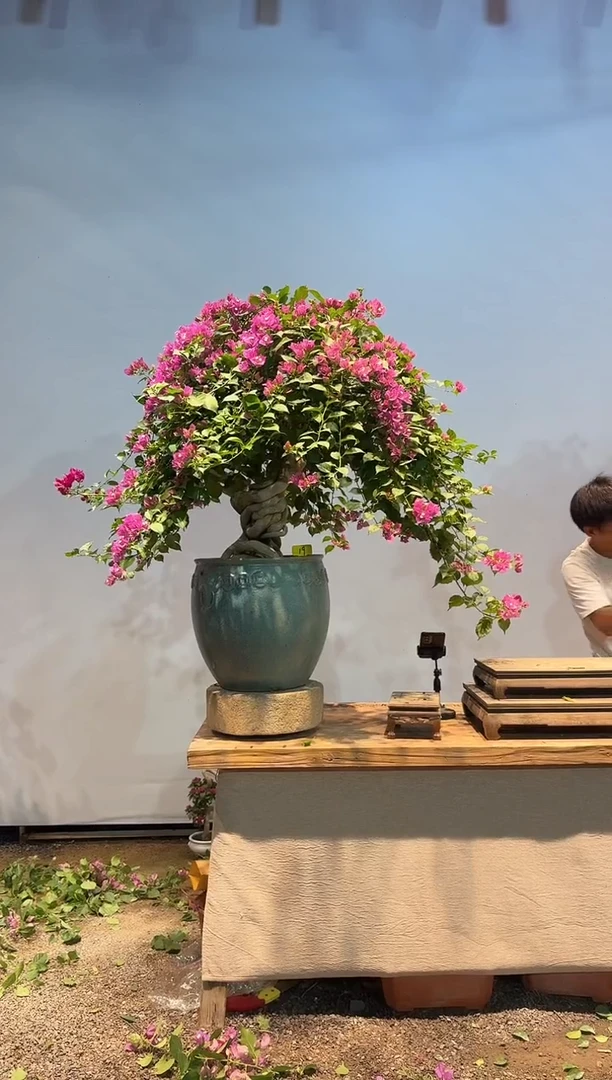 无花朵胖****缘三角梅专场一物一拍19