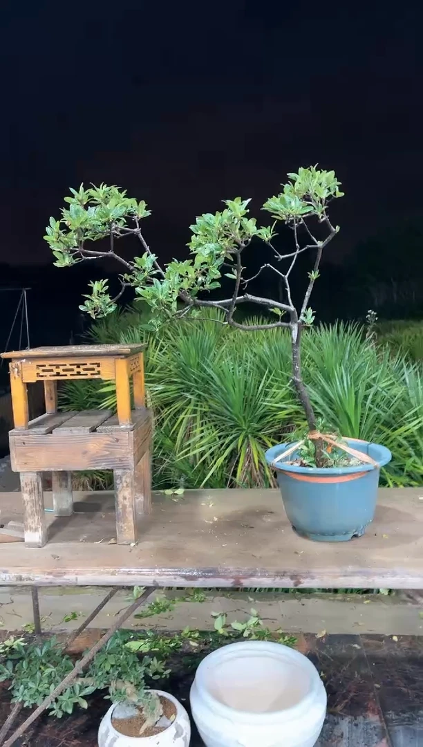 【闪购商品】盆景海岛春花