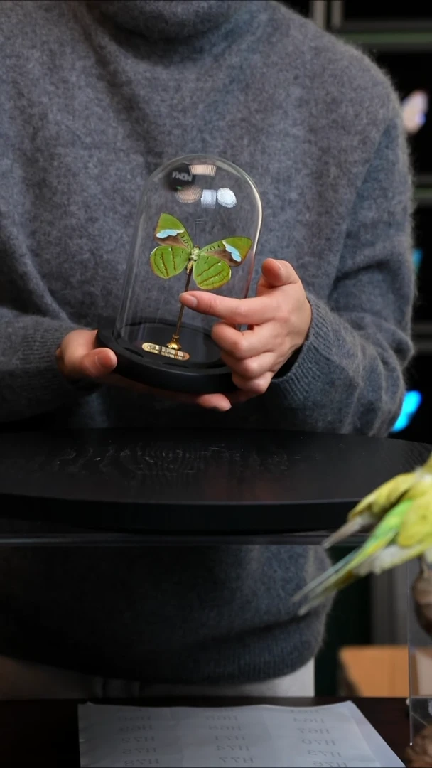 蓝带鸭反面小号玻璃罩