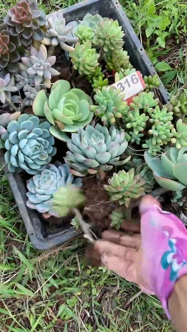 Q316地拍多肉枝头组合默认脱土发货