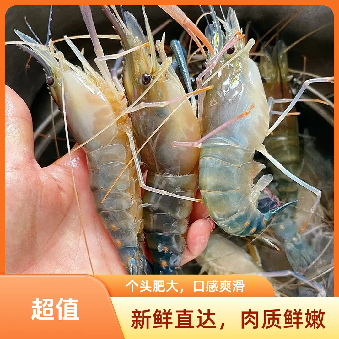 鲜活罗氏虾（大号/特大号）