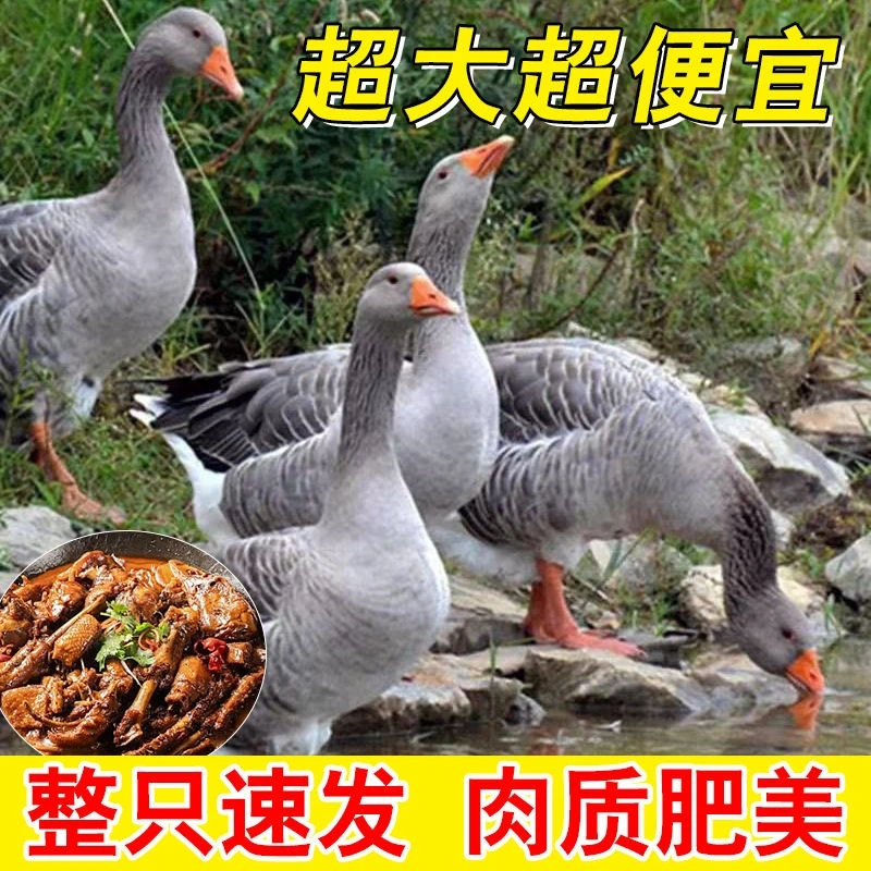 【拍一发2只净重7斤】顺丰发货农家散养红肉大雁鹅带掌带翅无内脏