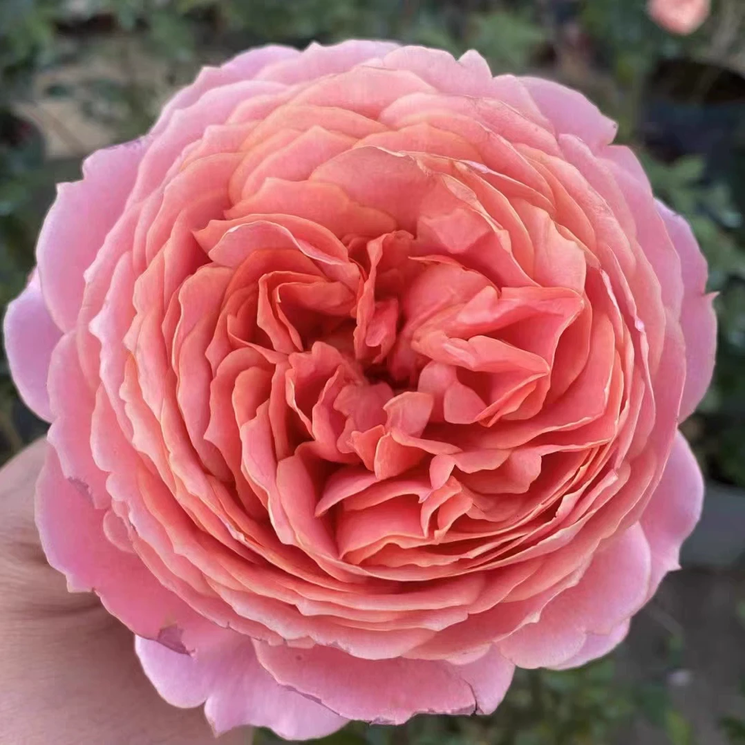 浪漫古董灌木浓香大花切花直立性好新手阳台盆栽地载绿植花卉小苗