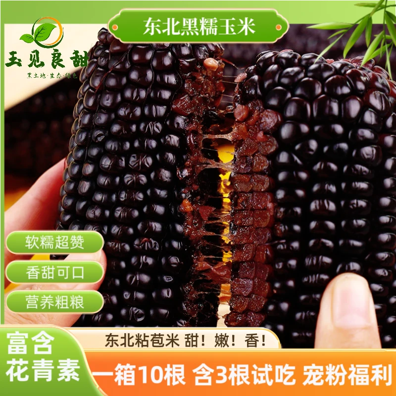 【10根6斤左右】东北黑糯玉米软糯香甜富含花青素真空包装粗粮代餐