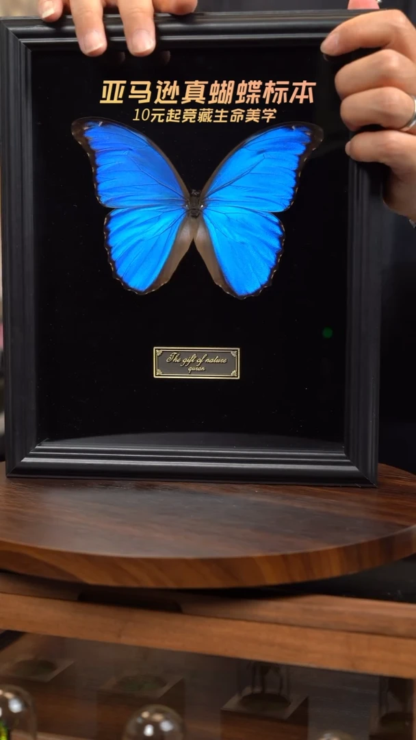 大蓝闪蝶黑绒底版10寸欧式框