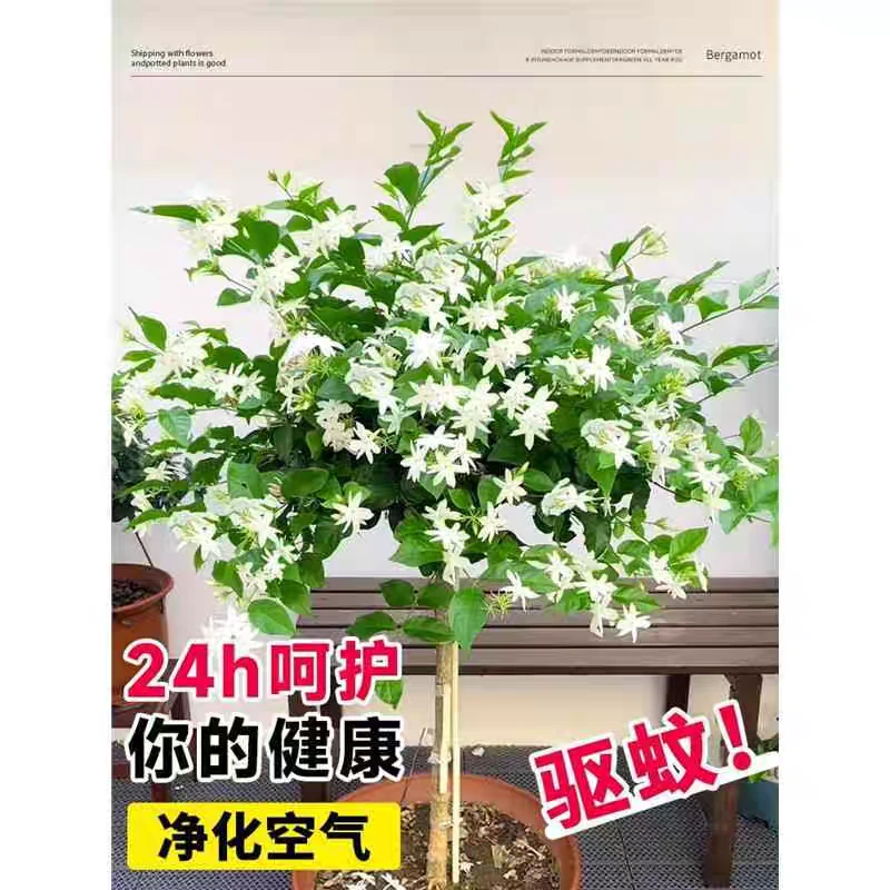 笔尖茉莉花盆栽四季开花浓香好养易活室内外观赏绿植