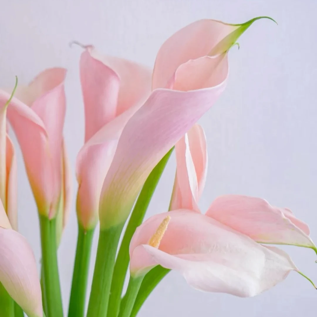 【火烈鸟马蹄莲】云南基地直发鲜花 一件包邮 发货后不支持退款