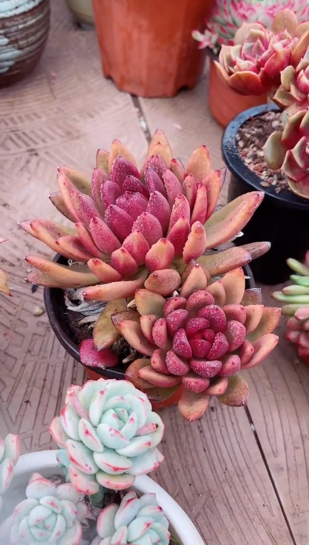 【闪购商品】08156