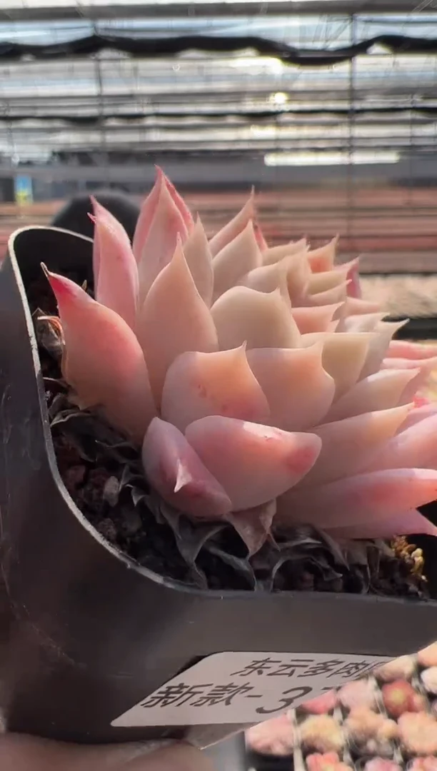 【闪购商品】新品多肉-37