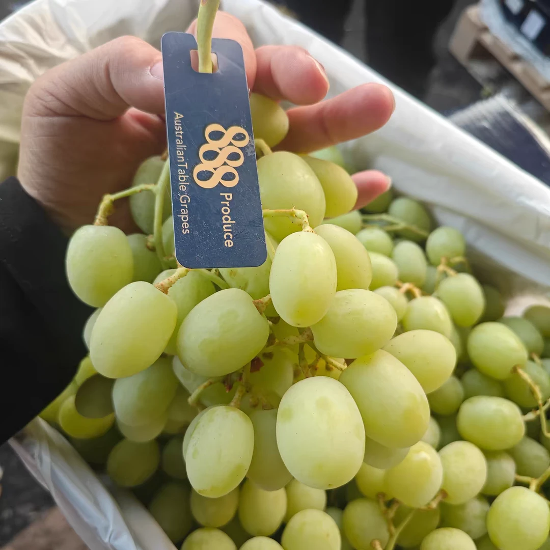 智利青提子两斤装 嘎嘎甜