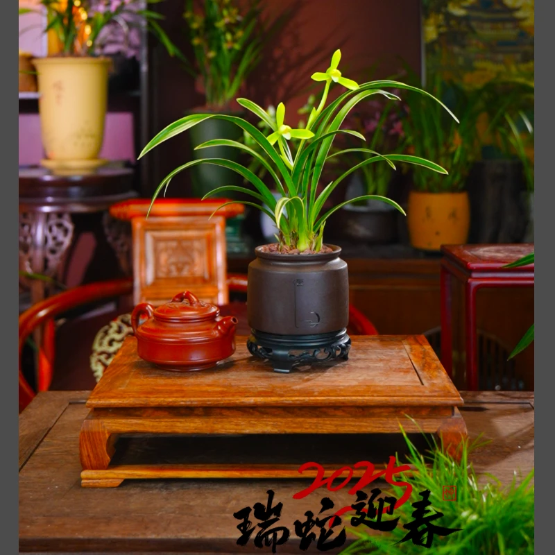 建兰名品悟道【金边翠兰】兰花绿植花卉名贵植物室内茶室文雅