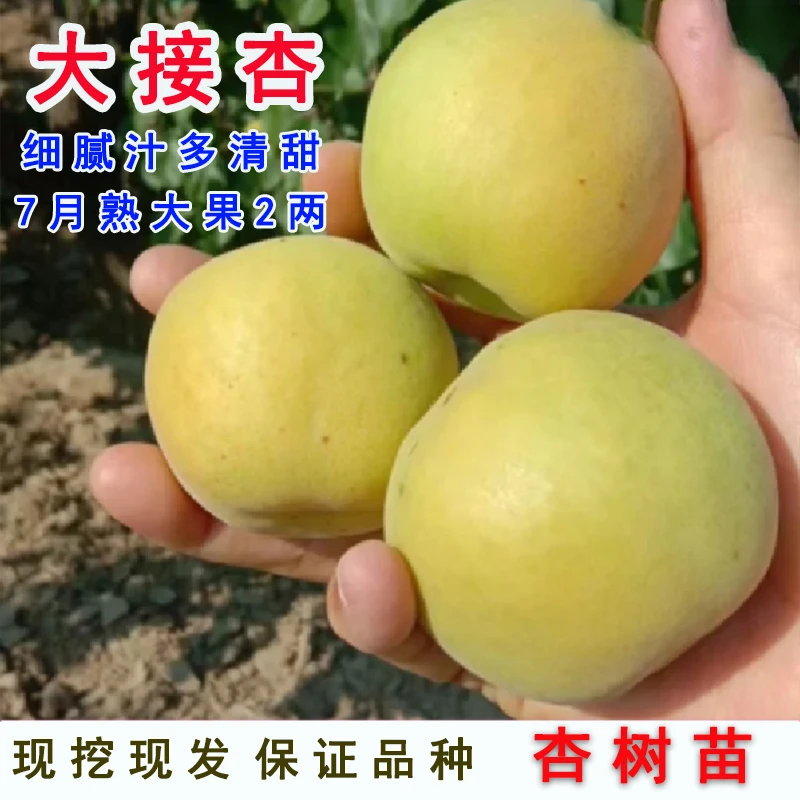 甜杏苗新品种兰州大接杏子苗嫁接特大早熟杏树苗南北方种植果树苗