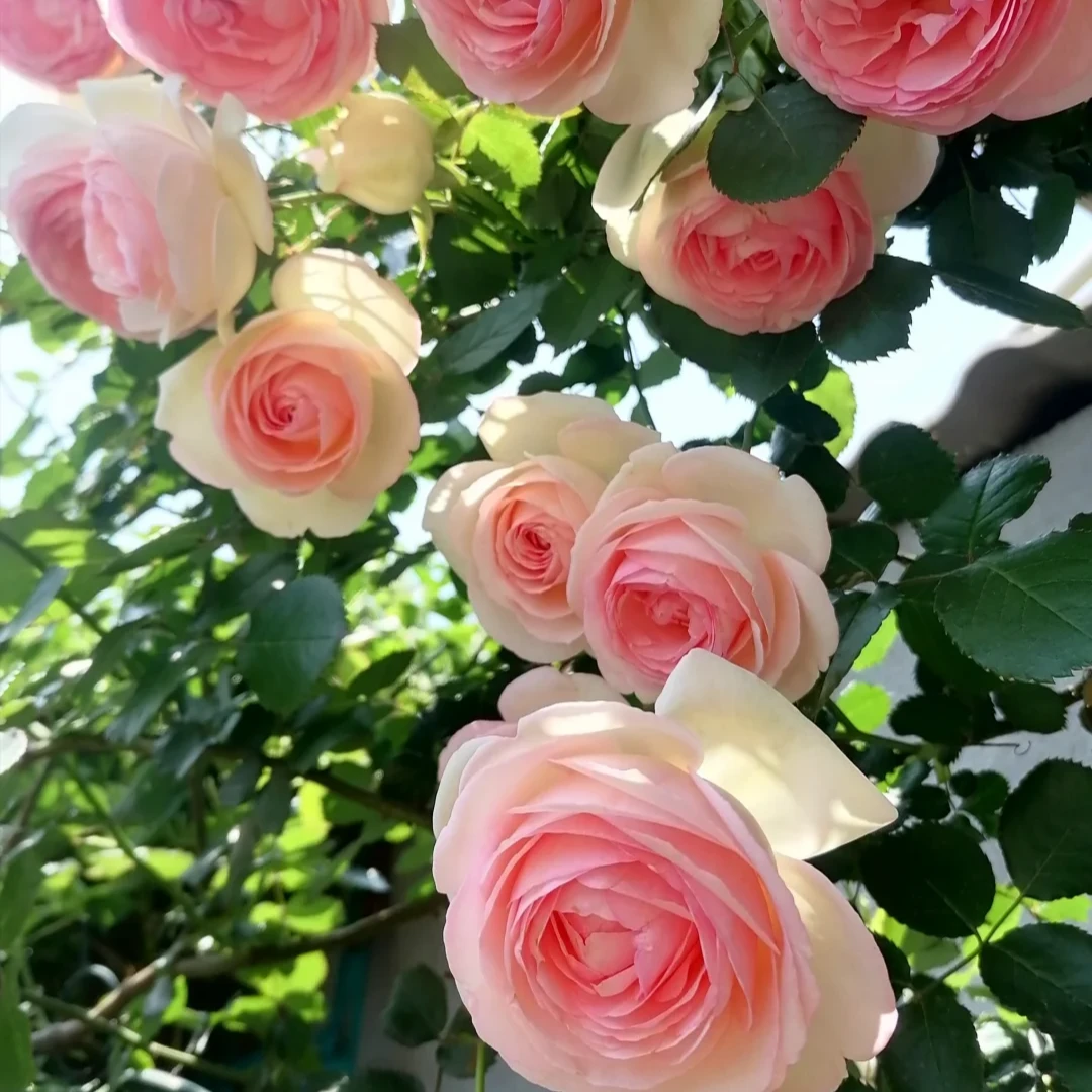 金麟的花园粉色龙沙宝石1.2加仑藤本花苗月季生长迅速大花耐寒