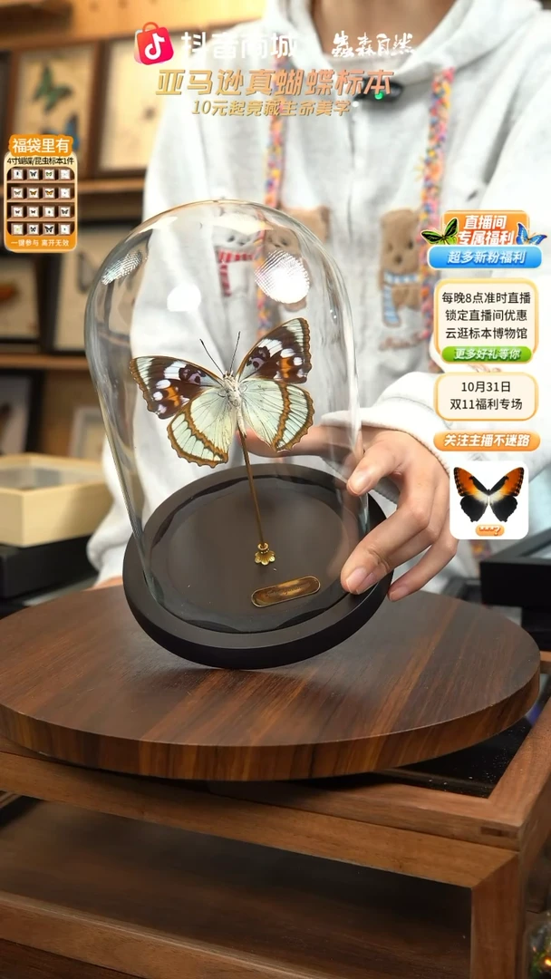 白斑迷蛱蝶中号玻璃罩