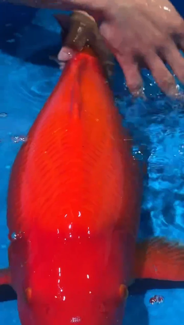 锦鲤佛山金隆锦鲤直播专用闪购链接，不支持7天无理由退货退款