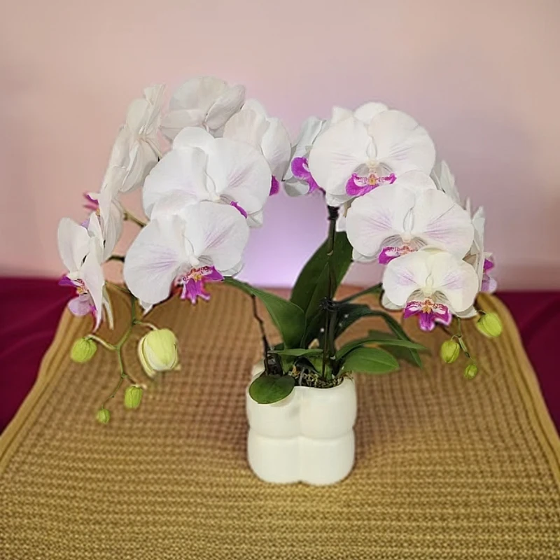 【茶花女】白色花瓣 紫色花蕊蝴蝶兰室内种植观赏送礼带花发货