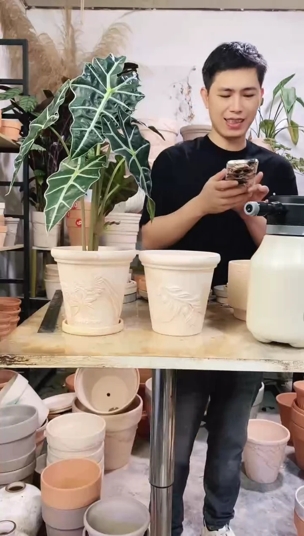 16*15玛奇朵香草+橄榄枝组合 2盆2托