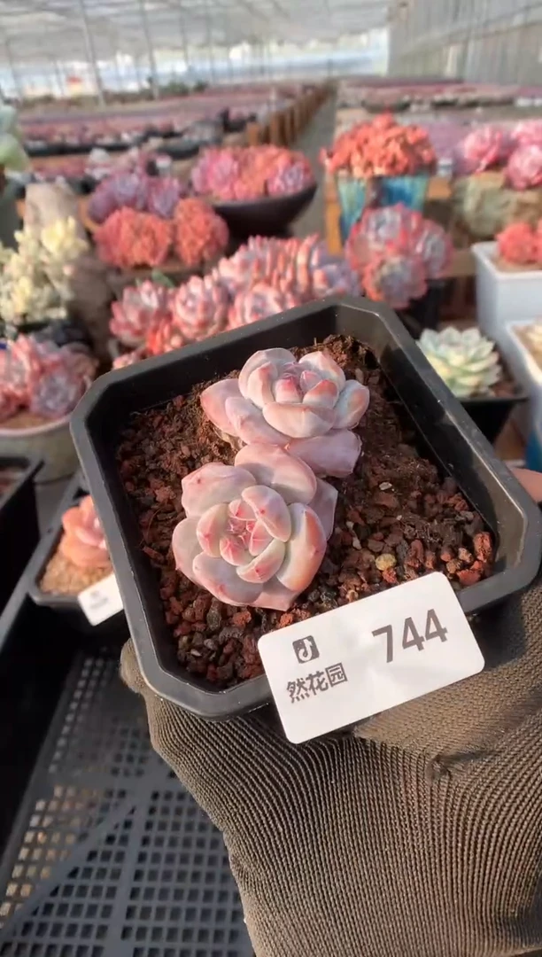 744星影一物一拍