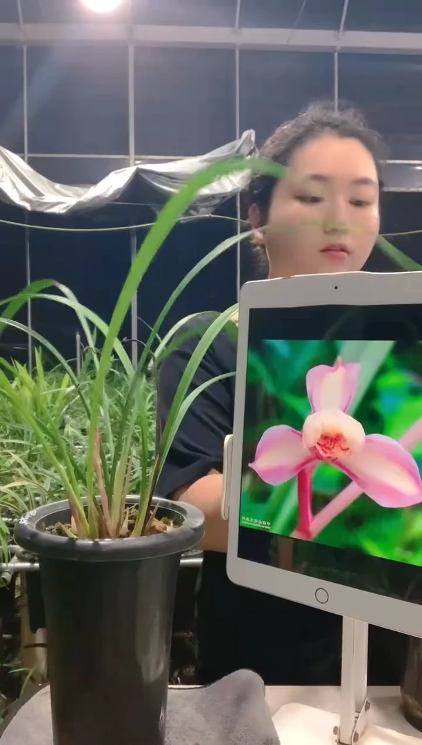 大部分开放少量花苞兰**香七彩虹梅