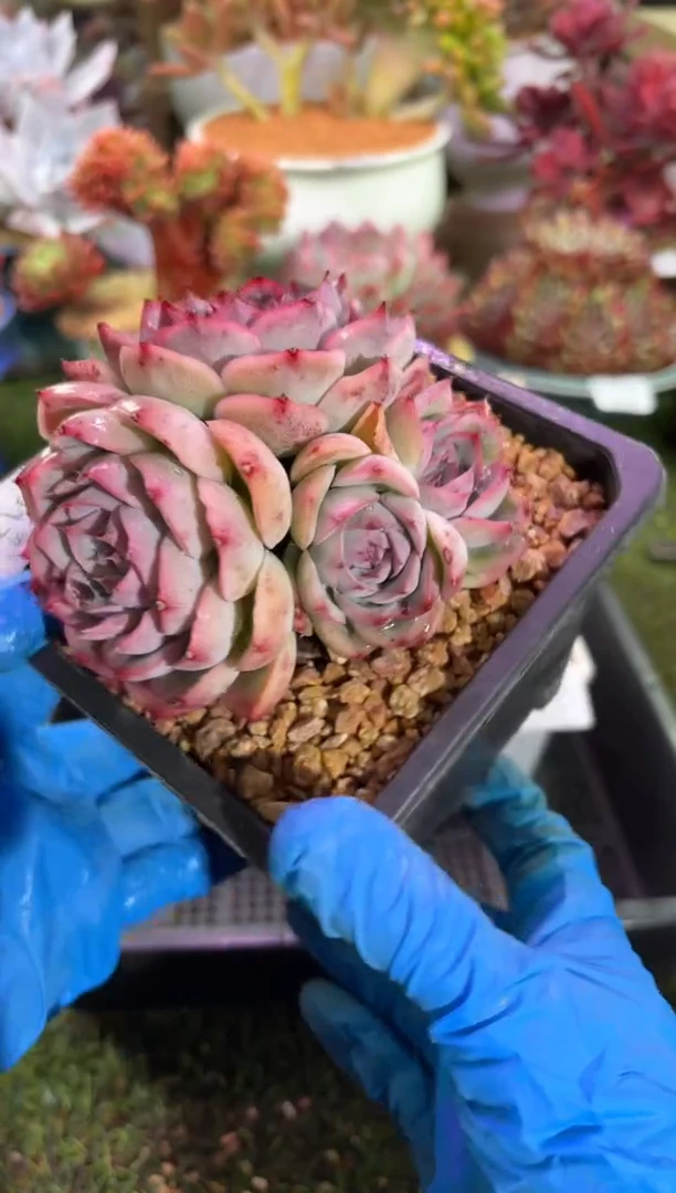 【闪购商品】12917