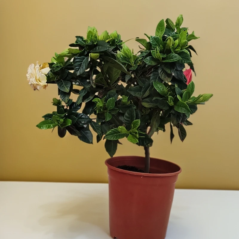 独杆栀子花,乌鲁木齐直发