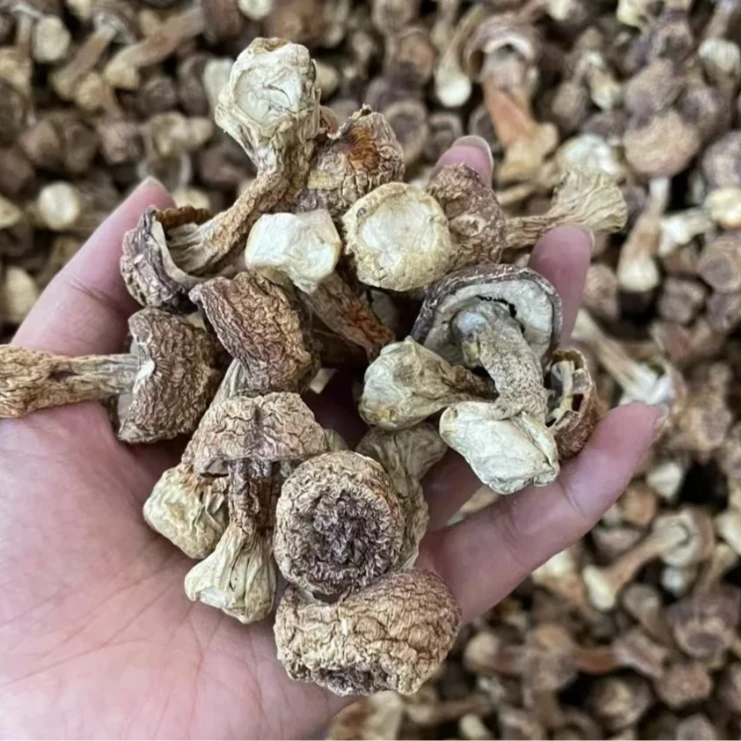 姬松茸干货云南特产菇蘑菇煲汤食材