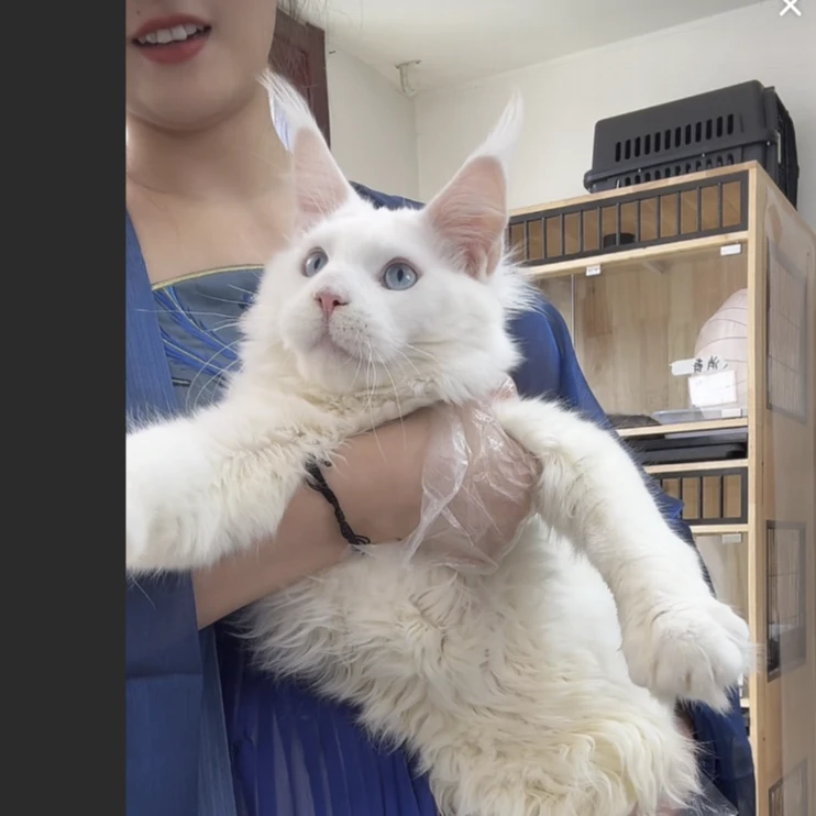 来了姊妹-纯白蓝眼缅因猫-弟弟-K15