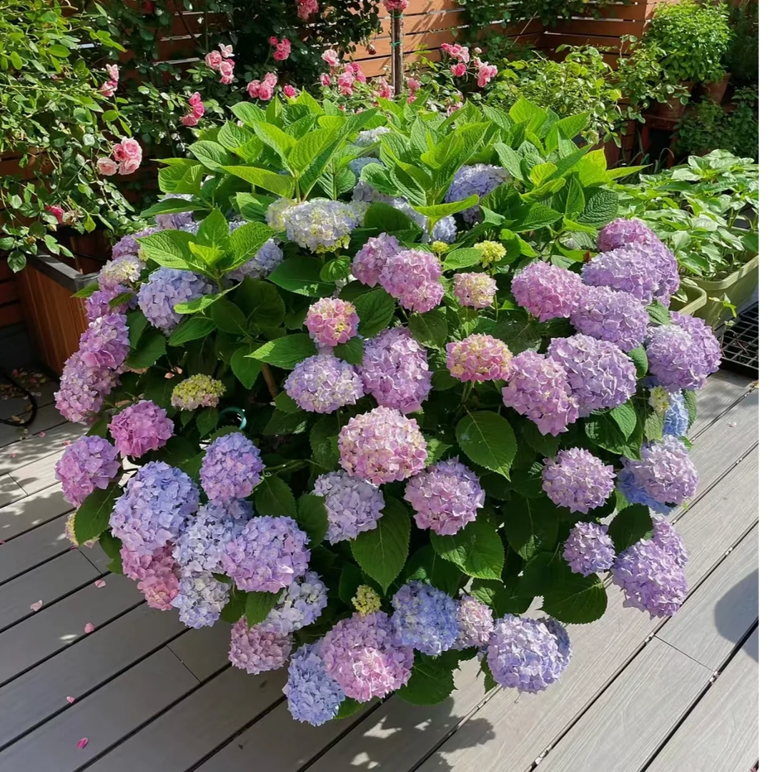 【无尽夏】绣球 耐热品种 新手易养护阳台盆栽地栽