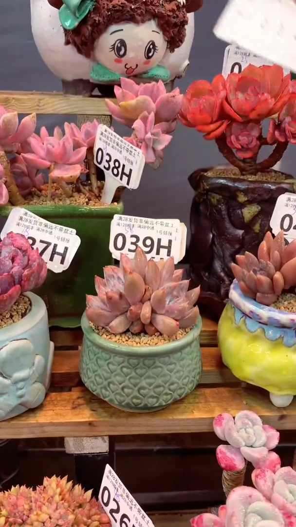 039H（一物一拍，精品多肉.二十八包邮非偏远）