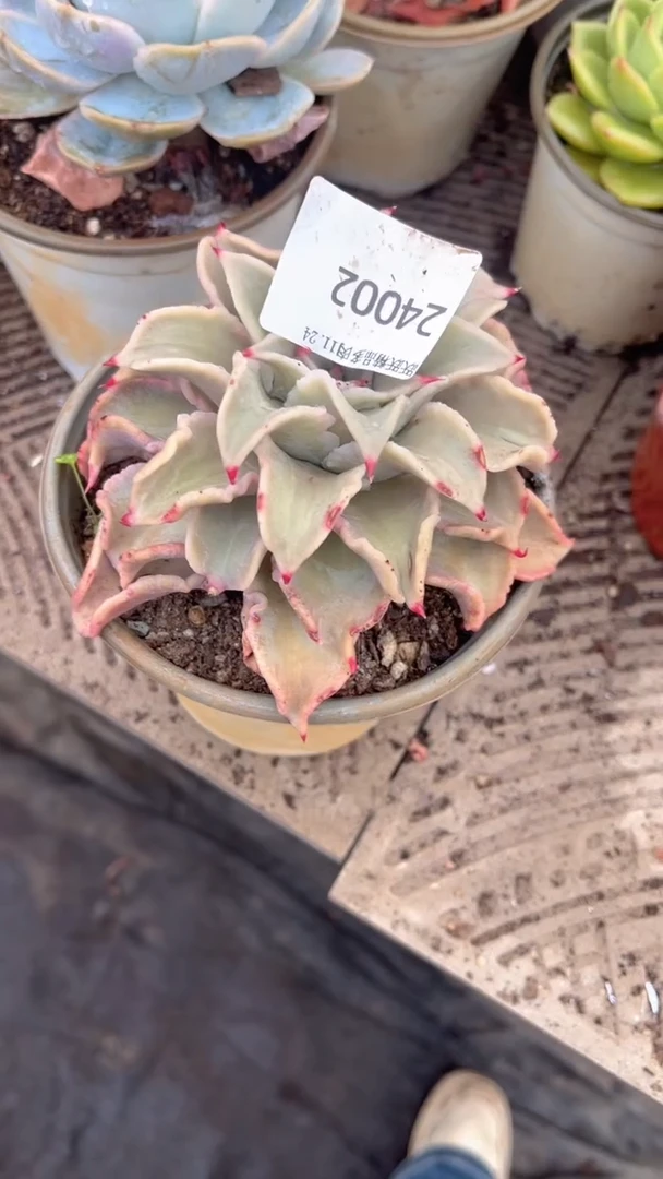 柠*?跃跃精品多肉24002