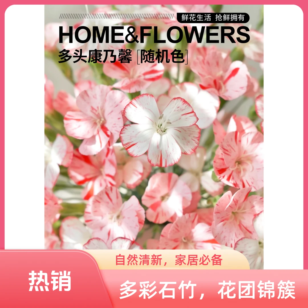 【百分号花卉】多头康乃馨批发（多色可选）云南鲜花基地直发包邮白色