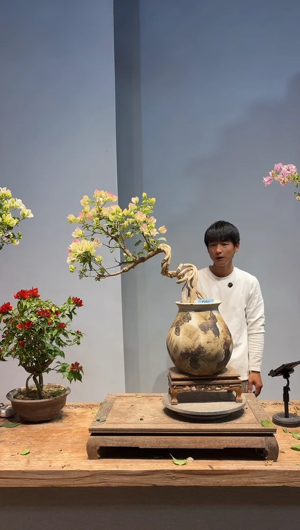 以实际为准冰*式三角梅95