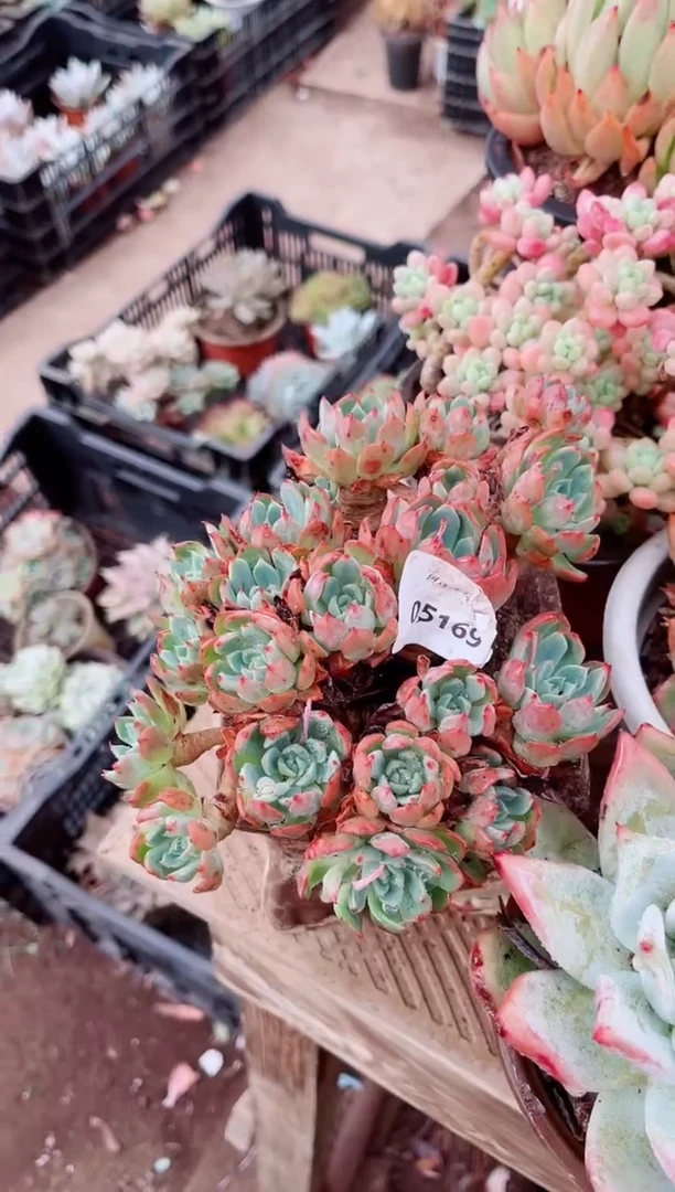 ?****?05169多肉植物一物一拍