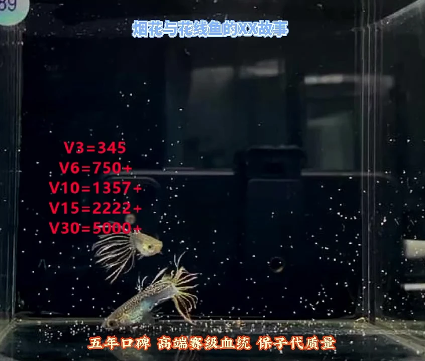 孔雀鱼黑金蕾丝冠尾高端福利2对