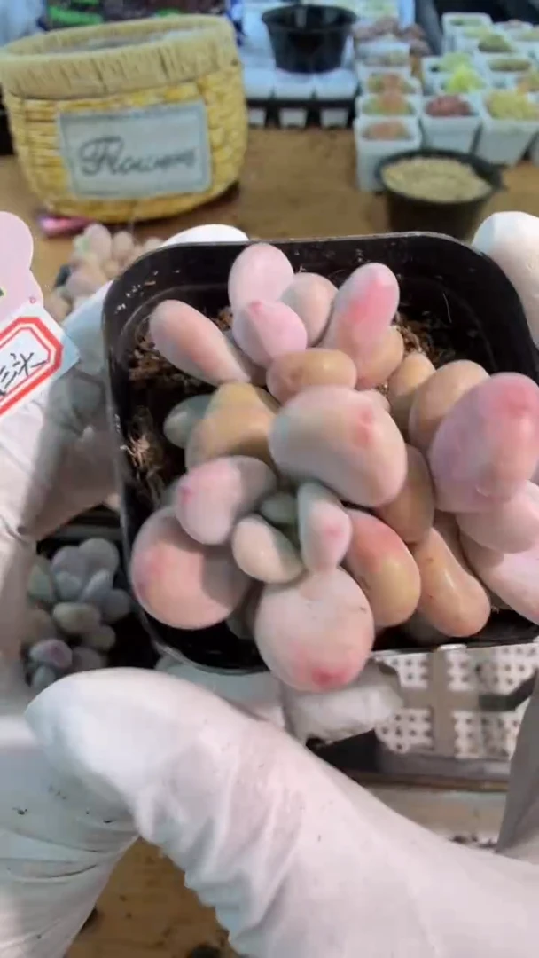 桃蛋/三头 五方一盆 量拍混发