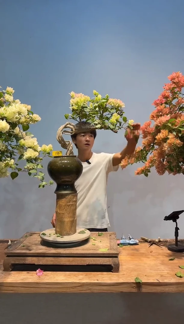 全部花朵大*军三角梅14