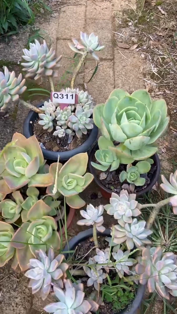 Q311多肉组合默认脱土发货