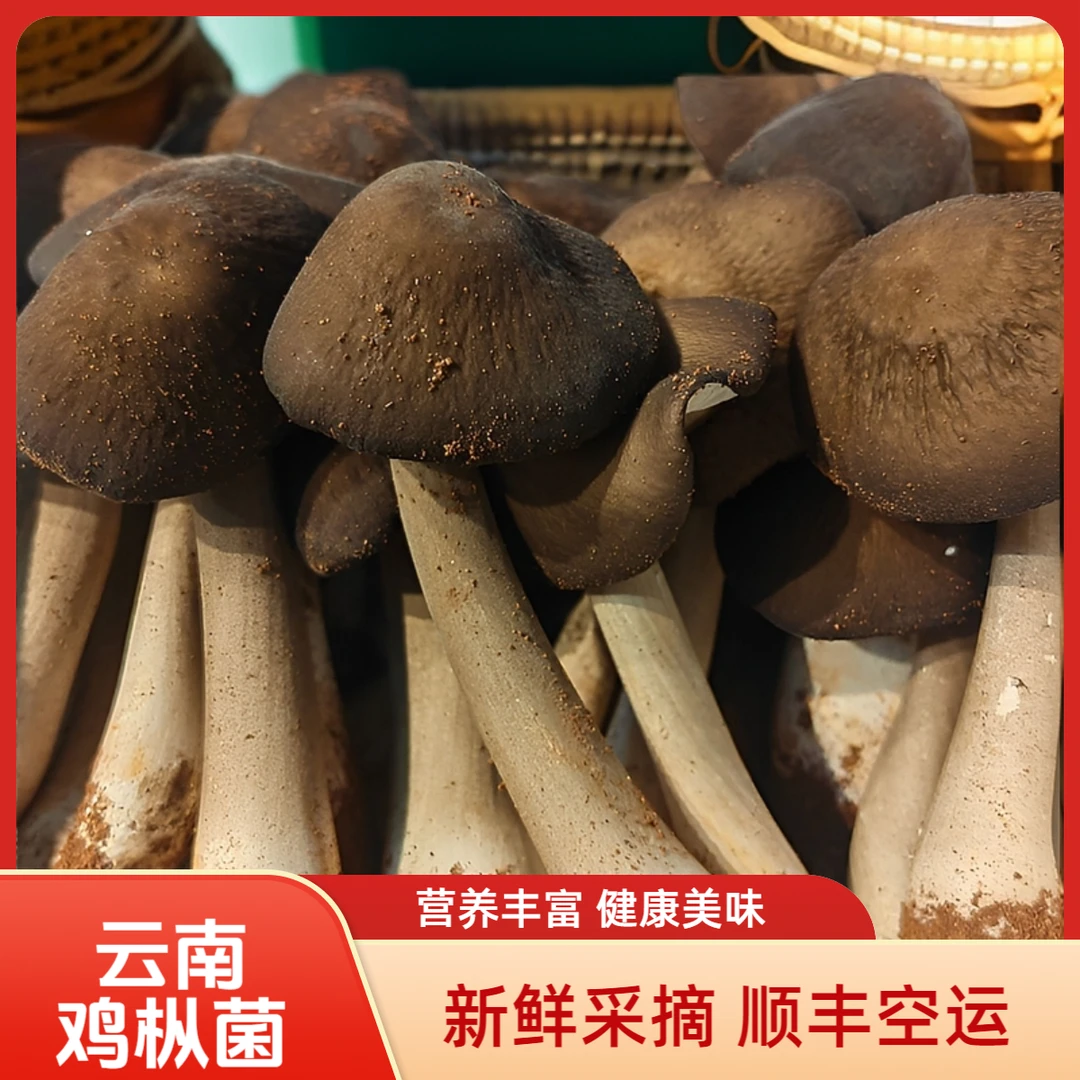 云南新鲜露水鸡枞菌现摘云南当季鸡枞菌荔枝菌鲜菌菇火锅煲汤空运