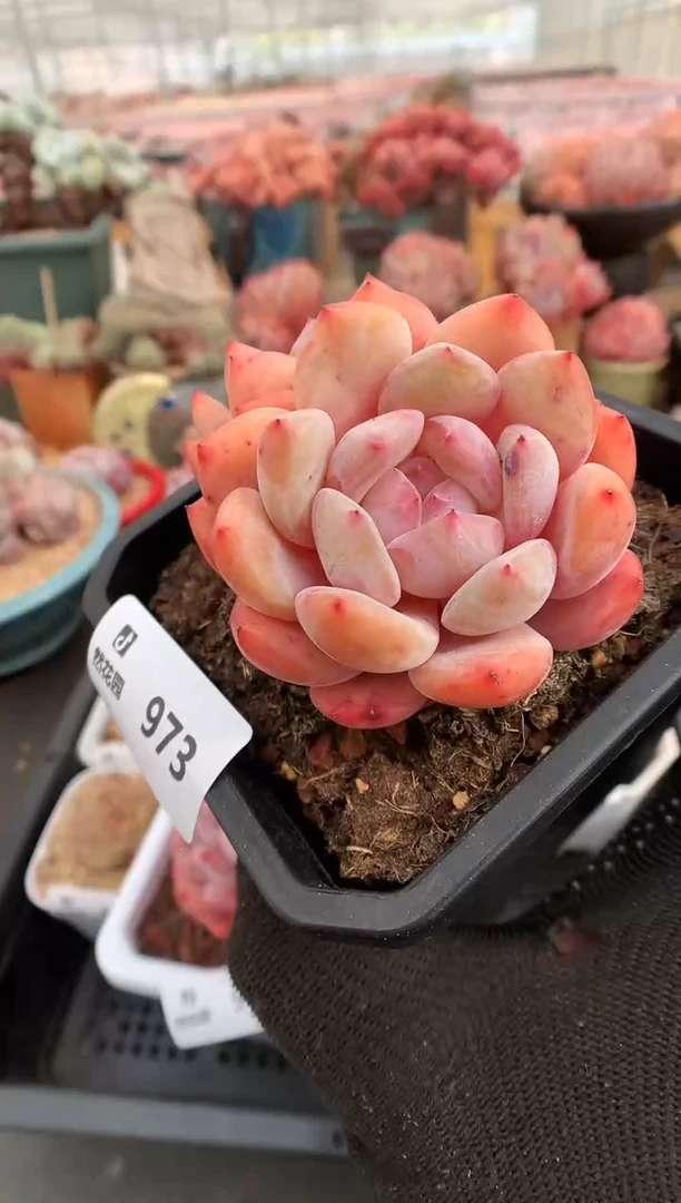 【闪购商品】973雪天使一物一拍